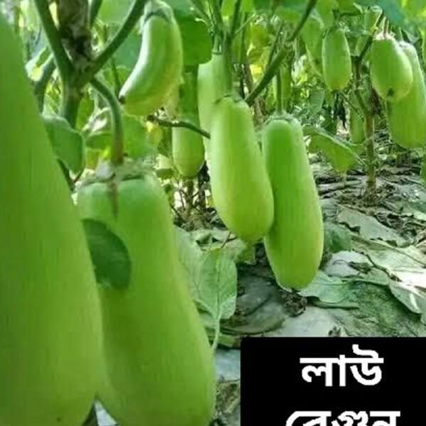 বারি ১২ (কেজি) বেগুন বীজ মিনি প্যাক