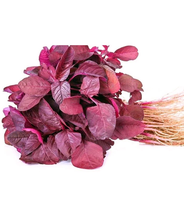 red-amaranth উন্নত জাতের লালশাক বীজ মিনি প্যাক - ছবি 1